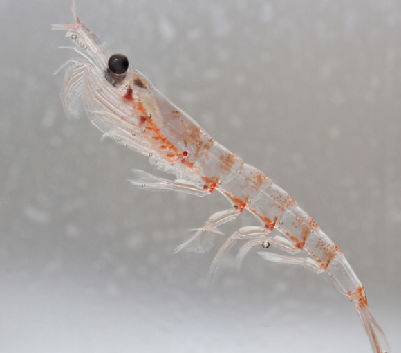 크릴오일 복용법