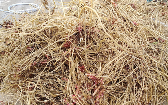 우슬효능 부작용