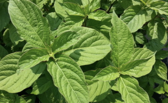 우슬효능 복용법